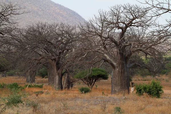 Baobab Tropikalna Flora Przyroda — Zdjęcie stockowe