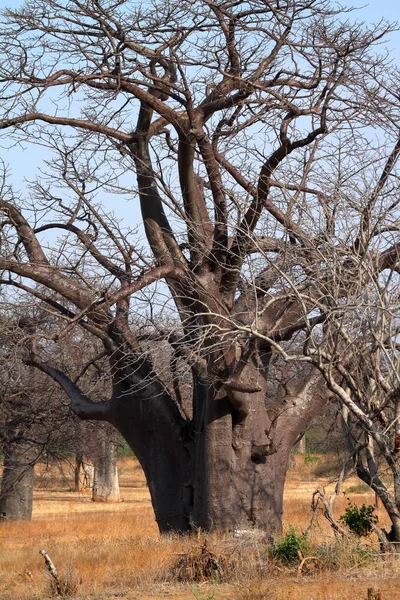 Afrika Baobap Ağaçları — Stok fotoğraf