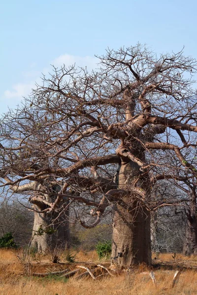 Baobabs Afrique — Photo