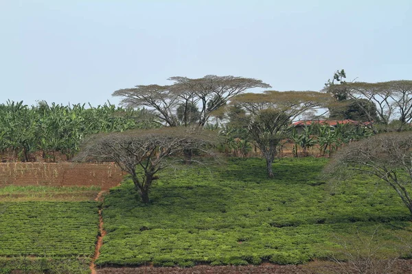 Plantas Plantaciones Tanzania — Foto de Stock