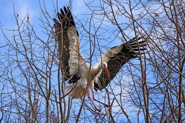 Svår Landstigning Genom Trupperna Vid White Stork — Stockfoto