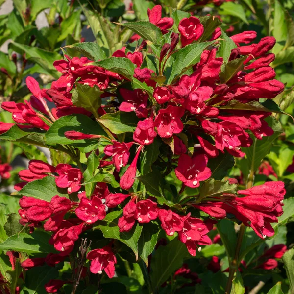 Weigela Weigela Florida Primo Piano Della Testa Del Fiore — Foto Stock