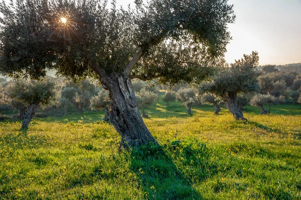 Παλιά Ελαιόδεντρα Άλσος Στον Ήλιο Φωτεινό Πρωί Alentejo Τοπίο Πορτογαλία — Φωτογραφία Αρχείου