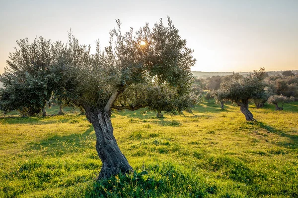 Παλιά Ελαιόδεντρα Άλσος Στον Ήλιο Φωτεινό Πρωί Alentejo Τοπίο Πορτογαλία — Φωτογραφία Αρχείου