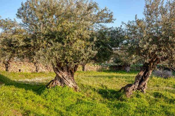 古いオリーブの木アレンテージョ地方の風景を日当たりの良いポルトガルでグローブと青空 — ストック写真