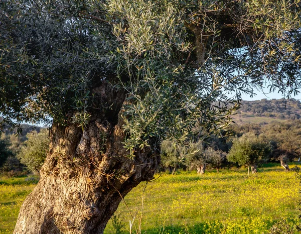 올리브 Alentejo 포르투갈에 — 스톡 사진