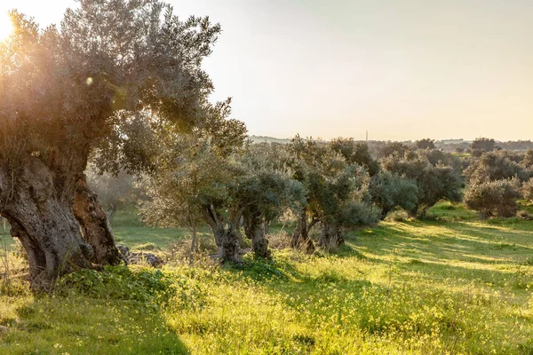 Παλιά Ελαιόδεντρα Άλσος Στον Ήλιο Φωτεινό Πρωί Alentejo Τοπίο Πορτογαλία — Φωτογραφία Αρχείου