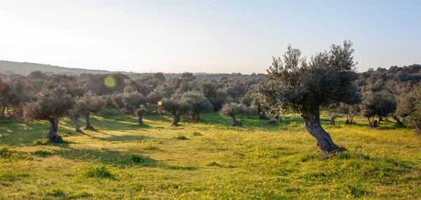 Παλιά Ελαιόδεντρα Άλσος Στον Ήλιο Φωτεινό Πρωί Alentejo Τοπίο Πορτογαλία — Φωτογραφία Αρχείου