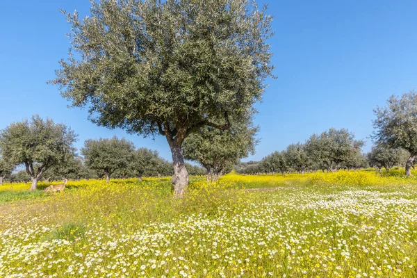 Flowery Άλσος Ελιών Στην Πορτογαλία Alentejo Ελαιόδεντρα Τοπίο Χειμώνα — Φωτογραφία Αρχείου