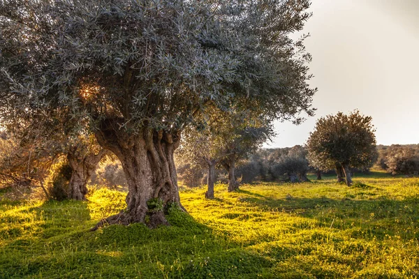 Παλιά Ελαιόδεντρα Άλσος Στον Ήλιο Φωτεινό Πρωί Alentejo Τοπίο Πορτογαλία — Φωτογραφία Αρχείου