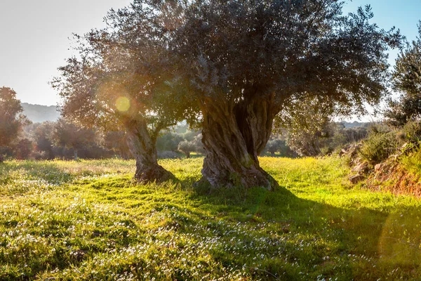 明るい朝日光ポルトガル アレンテージョ地方の風景の古いオリーブの木グローブ — ストック写真
