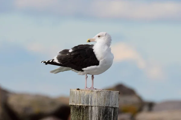 Great Black Backed Gull Baltic Sea Autumn — Stock Photo, Image