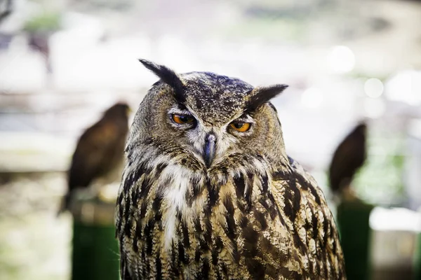 Pintoresco Pájaro Tema Disparo —  Fotos de Stock