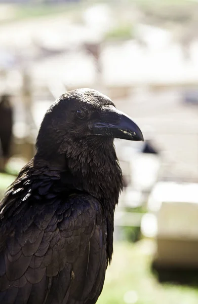 Corvo Negro Natureza Superstição Bruxaria Detalhe Pássaro Selvagem — Fotografia de Stock