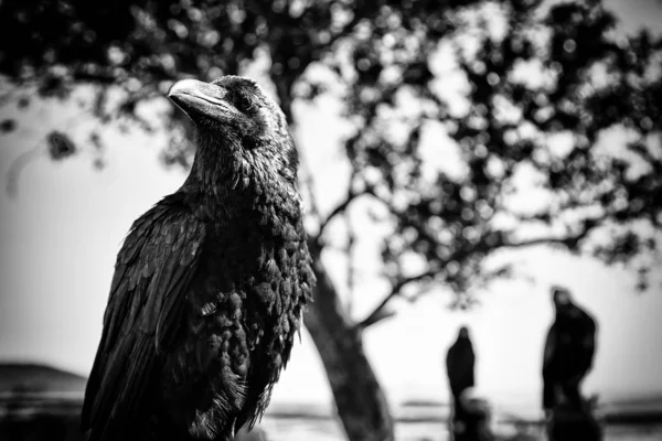 Corbeau Noir Dans Nature Superstition Sorcellerie Détails Oiseaux Sauvages — Photo