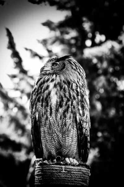 Búho Real Una Exhibición Aves Rapiña Poder Tamaño Detalle Ave —  Fotos de Stock