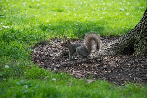 Squirrel Animal Nature Fluffy Squirrel — Stock Photo, Image