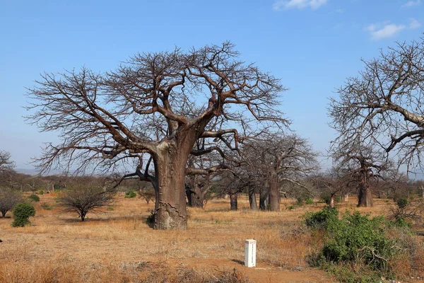Drzew Baobabu Afryce — Zdjęcie stockowe