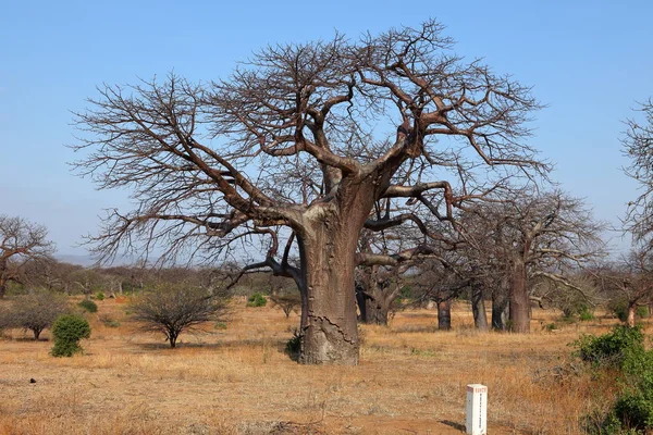 Baobab Tropikalna Flora Przyroda — Zdjęcie stockowe