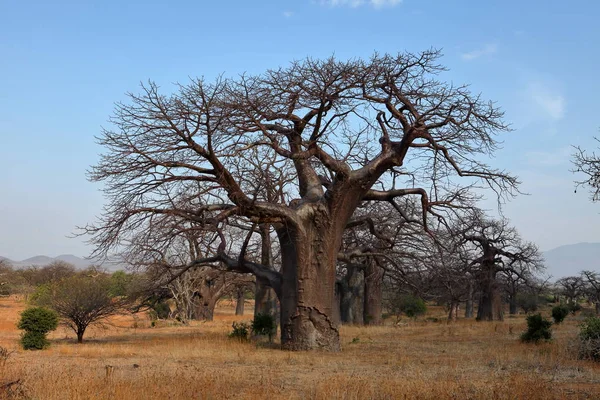 Baobab Flore Tropicale Nature — Photo