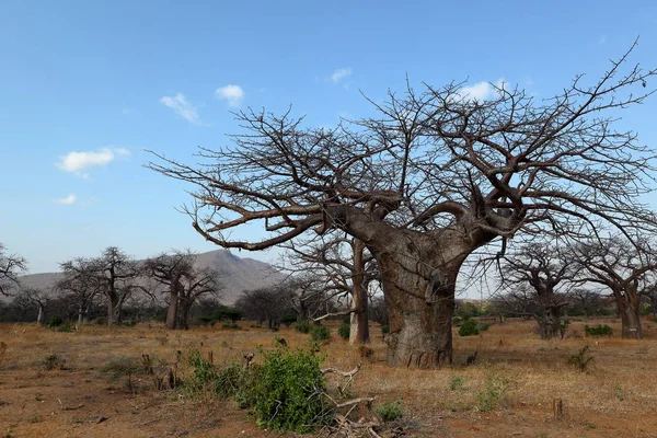 Baobab Ağacı Tropik Bitki Örtüsü Doğa — Stok fotoğraf