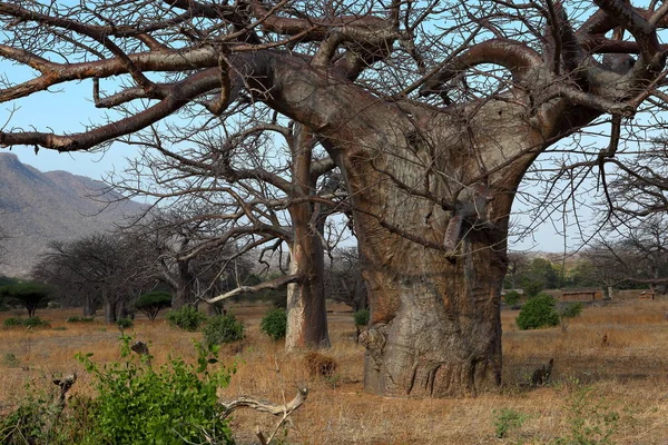 Baobab Tropikalna Flora Przyroda — Zdjęcie stockowe