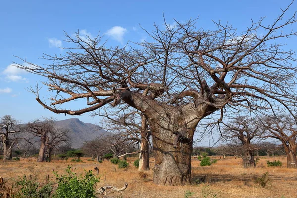 Baobab Ağacı Tropik Bitki Örtüsü Doğa — Stok fotoğraf