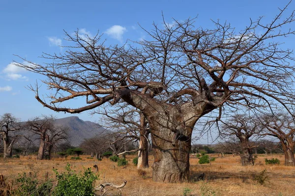 Baobabs Afrique — Photo