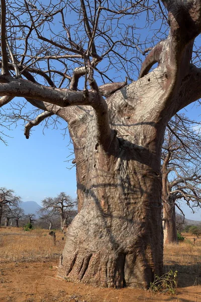 Afrika Baobap Ağaçları — Stok fotoğraf