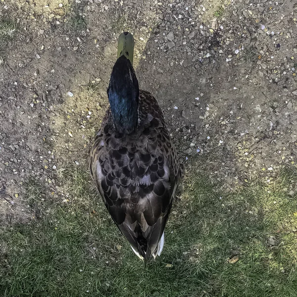 Mallard Wild Duck Bedfont Lakes Country Park Londra Regno Unito — Foto Stock