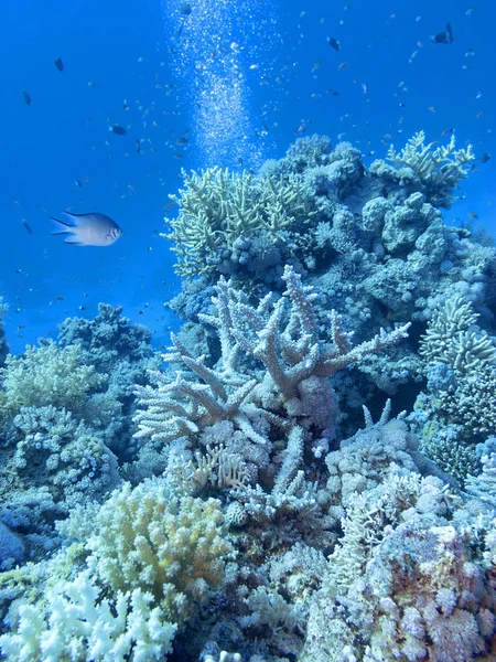 Barriera Corallina Colorata Sul Fondo Del Mare Tropicale Paesaggio Subacqueo Fotografia Stock