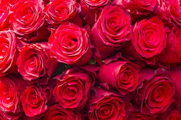 Renkli Çiçek Açan Güllerin Arka Planı Telifsiz Stok Imajlar