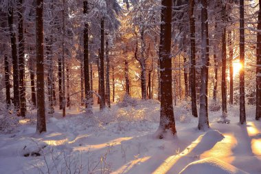 winter landscape with trees and snow clipart