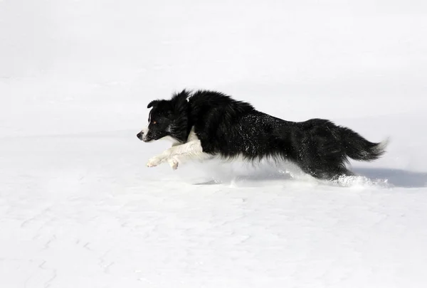 Cabelos Compridos Collie Cão Animal Estimação — Fotografia de Stock