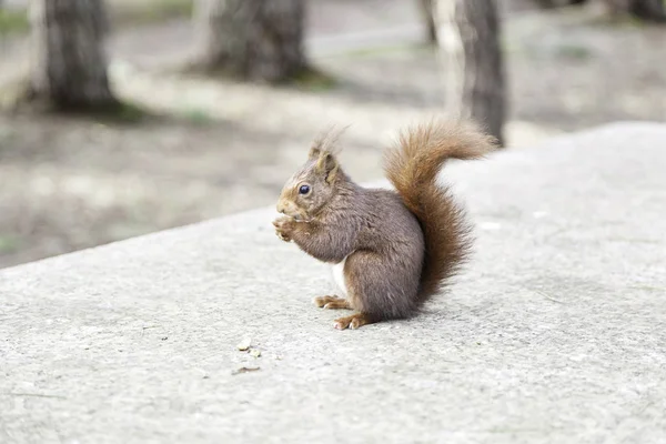 Divoká Veverka Ořechy Detail Divokého Zvířete Lese Krmí Ořechy — Stock fotografie