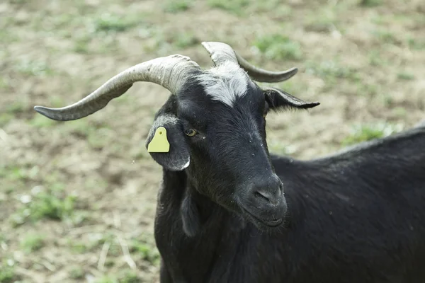 Cabra Selvagem Com Chifres Detalhe Uma Cabra Leiteira Adulta Animal — Fotografia de Stock