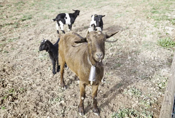 Cabras Uma Fazenda Comendo Detalhes Mamíferos Uma Fazenda Vida Selvagem — Fotografia de Stock
