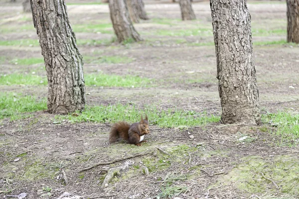 Esquilo Selvagem Comendo Nozes Detalhe Animal Selvagem Floresta Alimentando Nozes — Fotografia de Stock