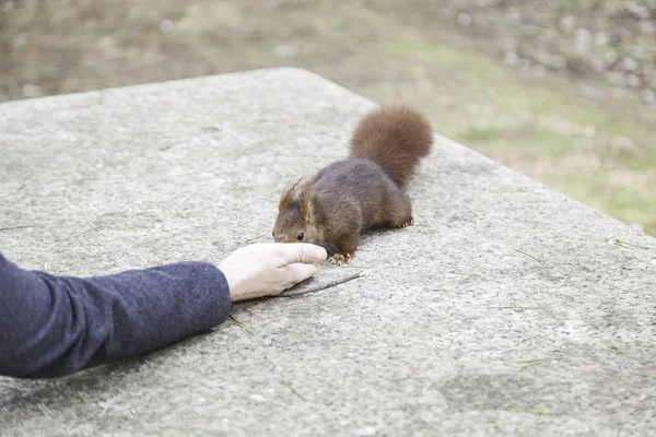 Feeding Squirrel Detail Person Feeding Wild Squirrel Nut — Stock Photo, Image