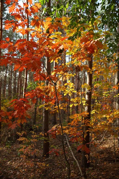 Hösten Dben Heath Tyskland — Stockfoto