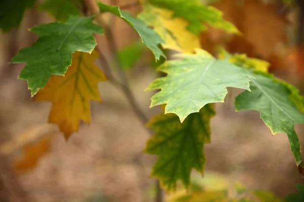 Herfst Dben Heath Duitsland — Stockfoto