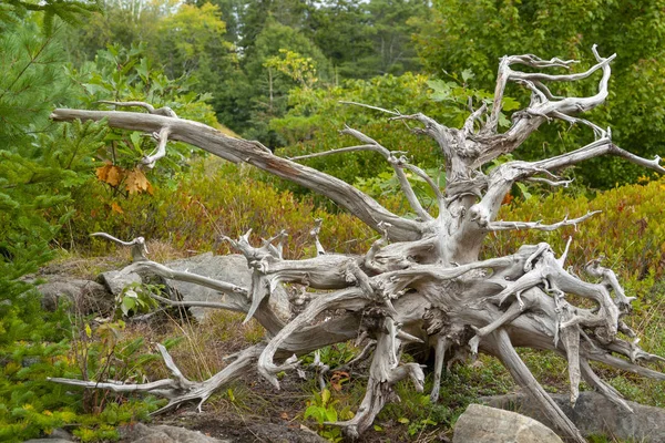 Tronco Árvore Resistido Com Raízes Ambiente Natural Visto Maine Eua — Fotografia de Stock