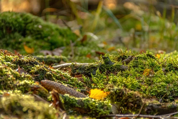 Lesní Krajina Podzim Barevné Idylickém Malém Úhlu — Stock fotografie