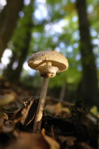 Μανιτάρι Parasol Φυλλοβόλο Δασικό Έδαφος Θέμα Mycology Μακροσκοπικό Πλάνο Μαλακό — Φωτογραφία Αρχείου