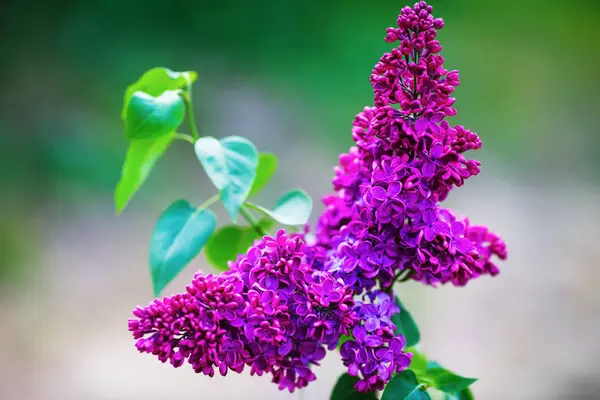 Branch of blossoming lilac flowers. Purple lilac blooms. Shallow depth of field. Selective focus.