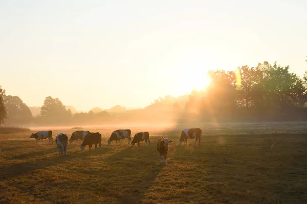 Una Manada Vacas Por Mañana Prado — Foto de Stock