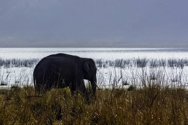 Skymning Över Ramganga Reservoar Med Vild Indisk Elefant Elephas Maximus — Stockfoto