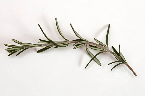 One Sprig Rosemary Herb Plant — Stock Photo, Image