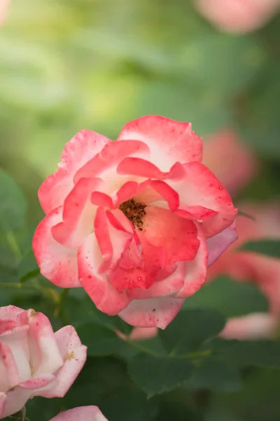 Roses Garden Roses Beautiful Beautiful Sunny Day — Stock Photo, Image