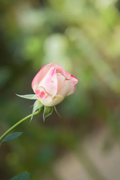 ดอกก หลาบในสวน ดอกก หลาบสวยงามในว แดดสดใส — ภาพถ่ายสต็อก